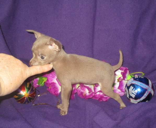 Реальные крошки в Волгограде фото 5