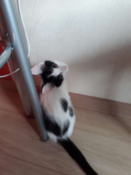 Спасение котят в Иркутске фото 6