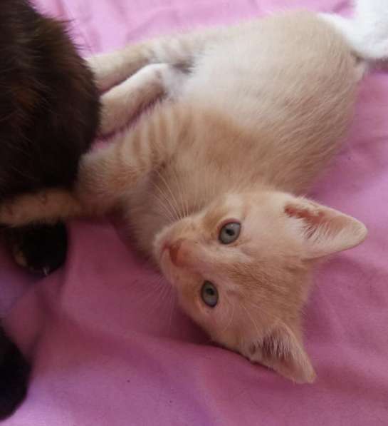 Кошечка в дар в Сочи фото 8