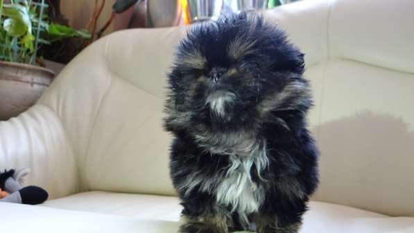 Мини-мишка девочка померанского шпица. Крошечная в фото 34