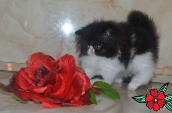 Перс в новый дом в Вологде фото 3