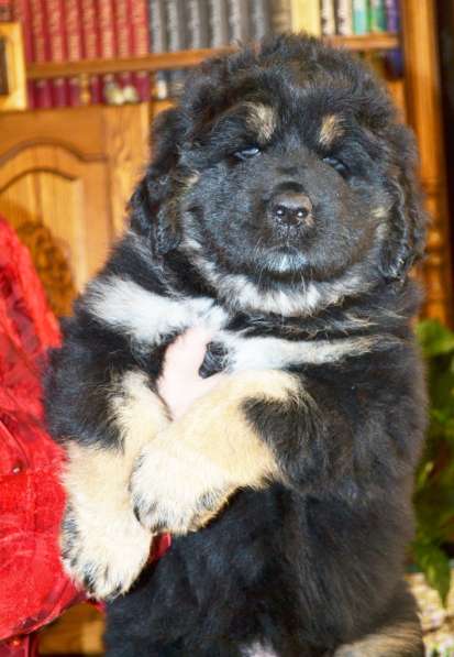 Тибетский мастиф - лучший страж на территории в Москве фото 41