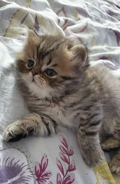 Персидский котенок в Вологде фото 3