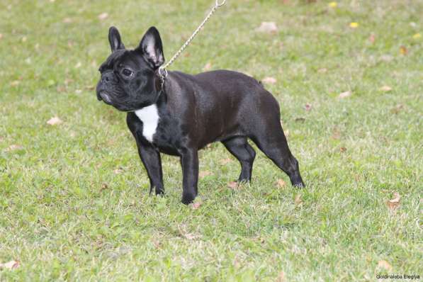 Французский бульдог подрощенная девочка в Москве фото 12