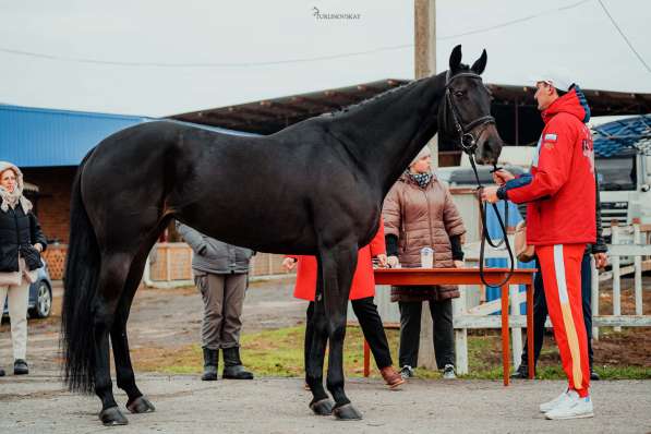 Лошади спортивные на продажу в Владикавказе фото 6