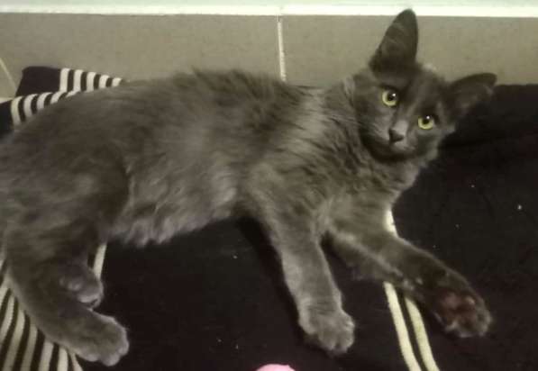 Котенок в добрые руки. Ласкушка Кирюша в Москве фото 12