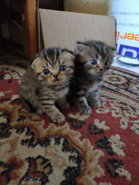 Мраморные шотландские котята в фото 27