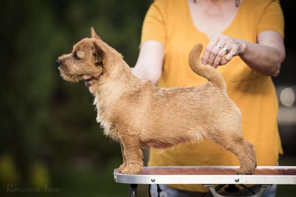 Норвич терьер сука 6-и месяцев в Москве