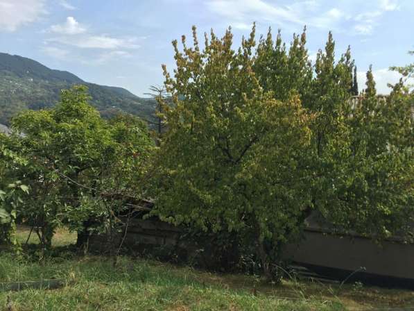 Продаю дом в Сочи в Сочи фото 4
