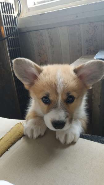 Щенки для души и для выставок в Санкт-Петербурге фото 14