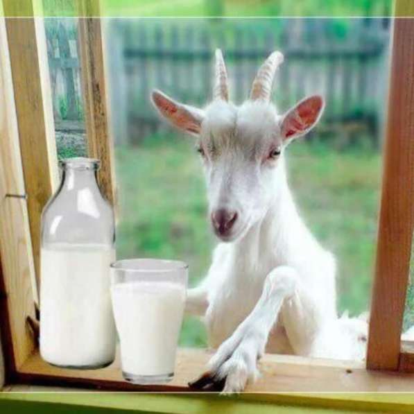 Молоко козье натуральное откормлены со своими кормами в Саратове