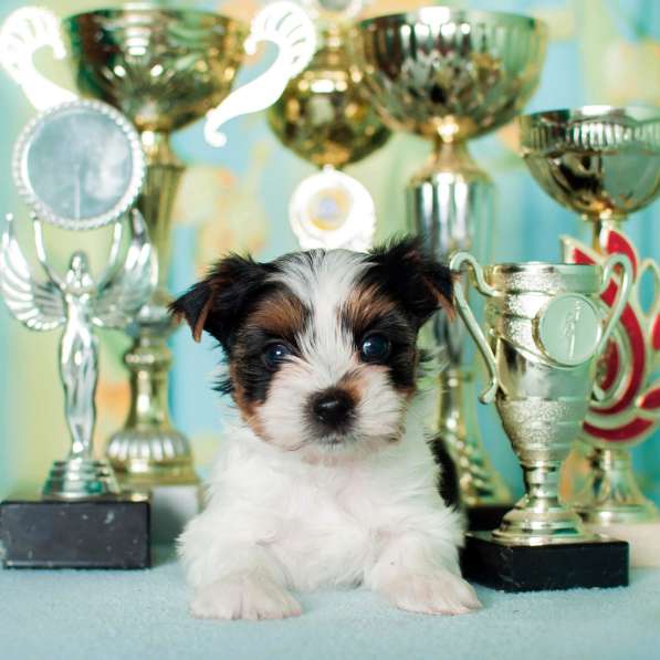 Boys Biewer в Москве фото 7