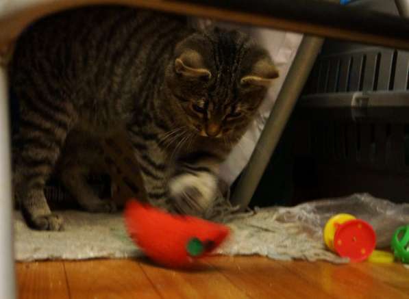 Котенок в поисках дома! в Жуковском фото 11