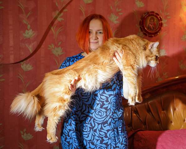 Крупный котёнок мэйн-кун от американской мамы в Симферополе