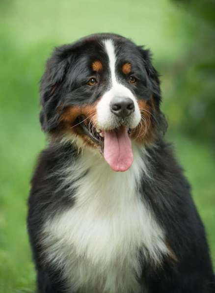 Щенки Бернского Зенненхунда от родителей Чемпионов в Краснодаре фото 4