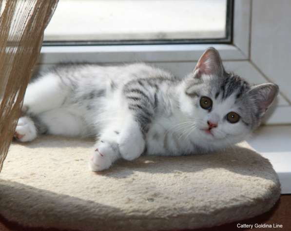 Шотландская кошечка биколор в Москве фото 9