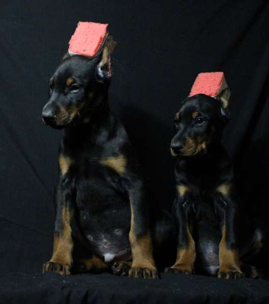 Doberman в фото 4