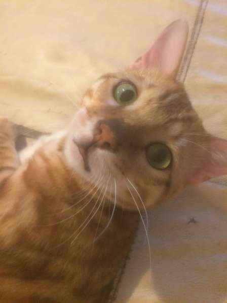 Бенгальский кот с документами ! в Электростале фото 5