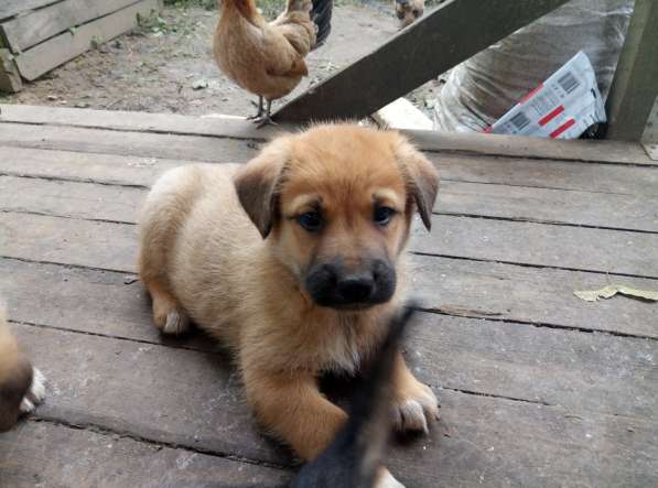 Замечательные щенки в добрые руки в Химках фото 11