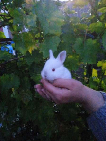 Кролик в Ростове-на-Дону фото 4
