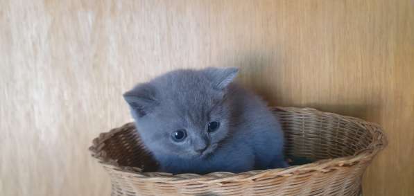 BKH Kitten Verkäufer в фото 17