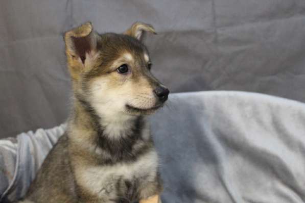 Черный щенок со звездочкой на груди в Санкт-Петербурге фото 11