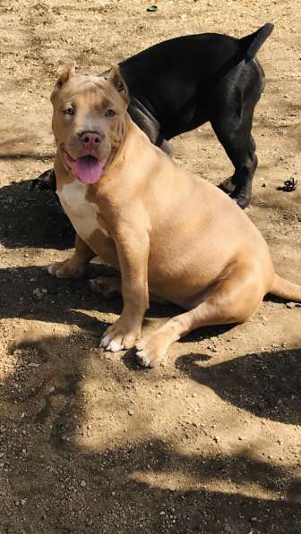 Американский булли. Щенки в фото 9