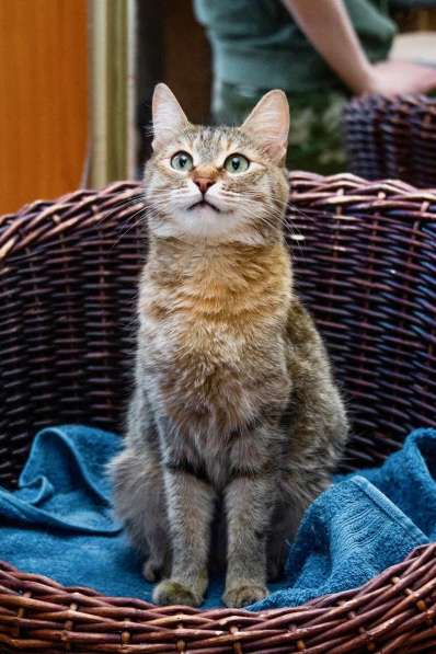 Полосатая кошечка Карамелька в добрые руки в Москве фото 16