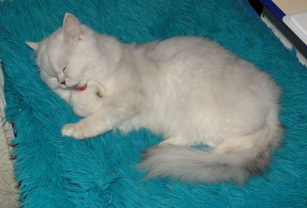 Добрый, нежный, ласковы, пушистый шотландский котик в Уфе фото 11