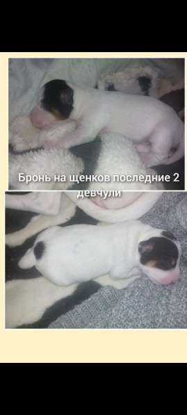 Бронь на щенков в Красноярске фото 3