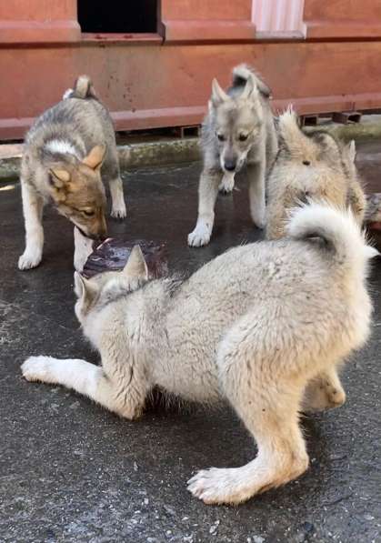 Продам щенков Западно-Сибирской ЛАЙКИ в Междуреченске фото 3