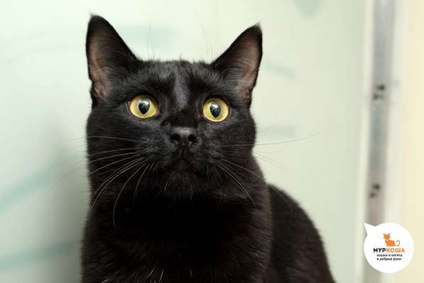 Бастик может сбить вас с ног в Москве фото 4