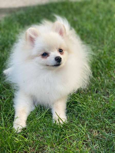 Померанский шпиц в фото 5