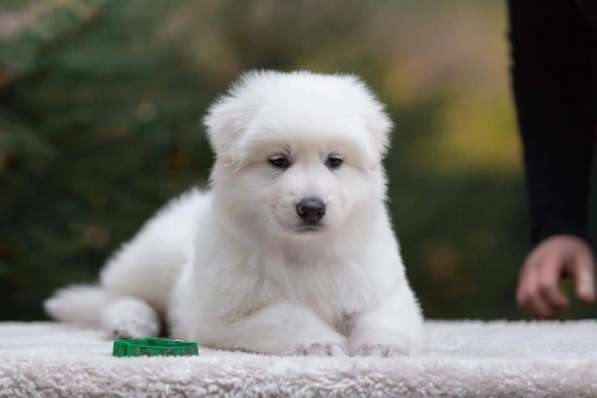 Очень перспективная малышка в Москве фото 4