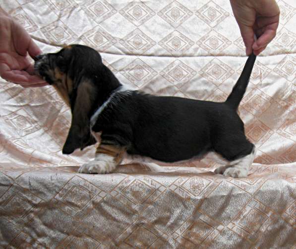 Продаются щенки бассет-хаунда в фото 19