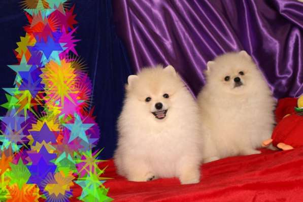 В продаже мини щеночки померанский цверг ШПИЦ в фото 9