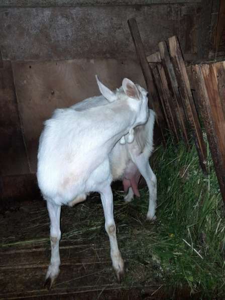 Коза и козленок зааненской породы в Сергиевом Посаде