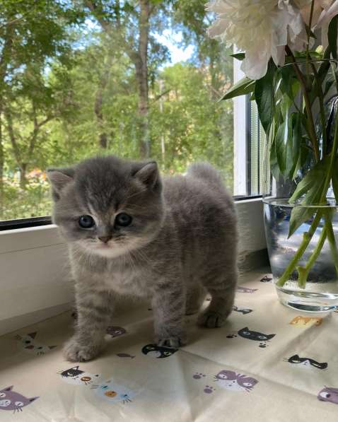 Британская короткошёрстная кошка с документами в Минусинске фото 3