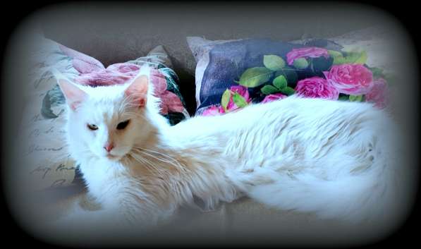 Мейн-кун белые котята в фото 8