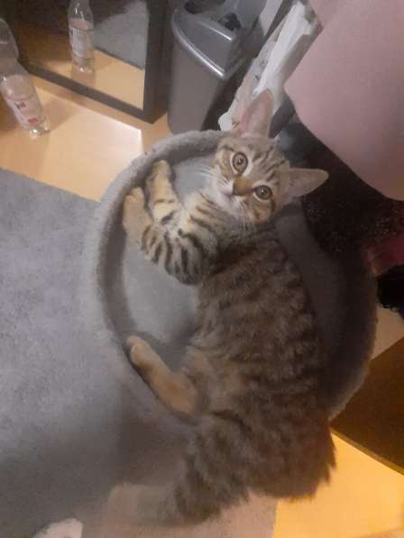 Британские котята в фото 13