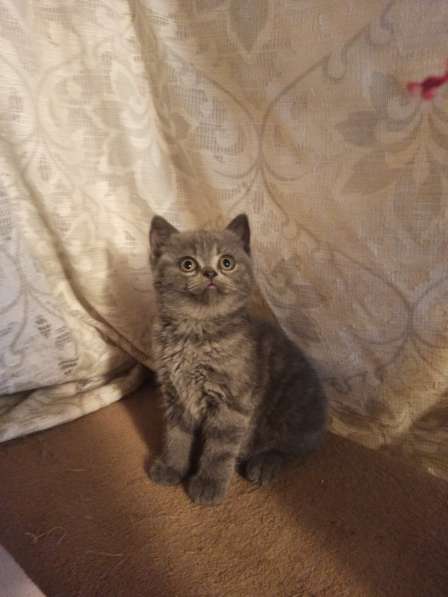 Британский котенок в фото 4