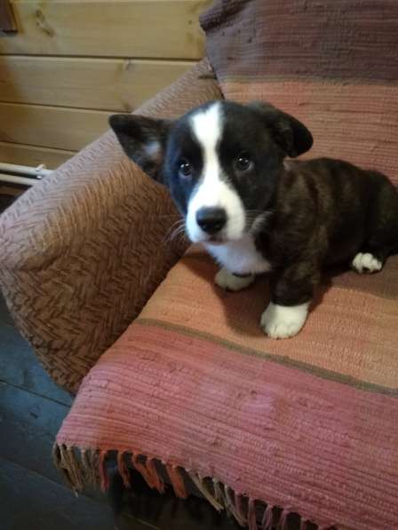 Щенки вельш корги кардиган в Москве фото 26