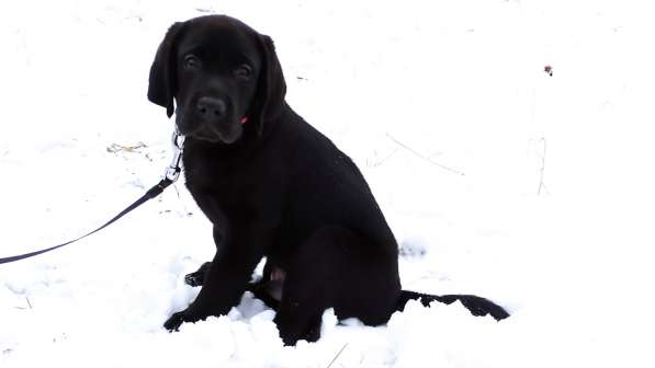 Алиментный мальчик в Москве фото 6