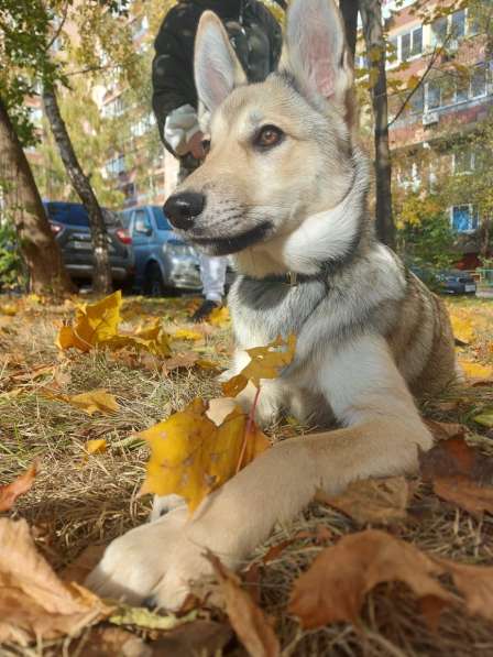 Умнейший щенок Джина ищет свой дом и любящую семью! в Москве фото 3