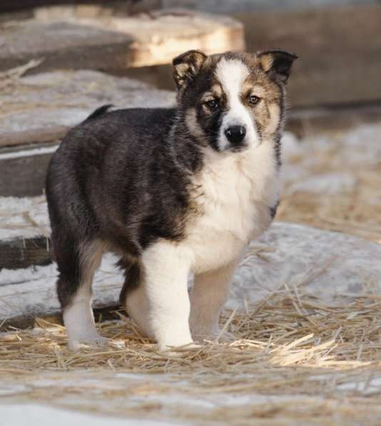 Щенок Ося ищет доброго хозяина! в Москве фото 24