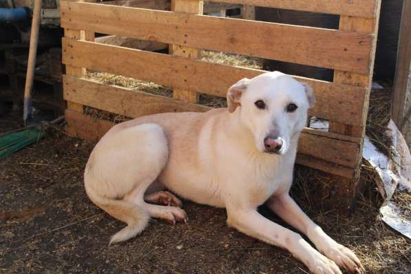 Собака в хорошие руки в Санкт-Петербурге фото 5