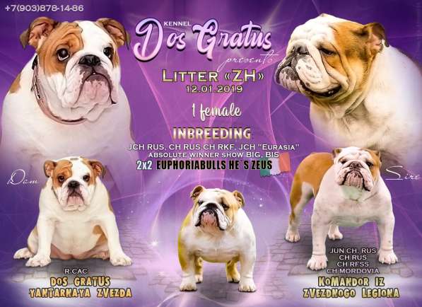 Английский бульдог щенки в Иванове