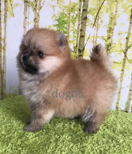 Щенки шпица. Девочка мини померанский шпиц в Москве фото 5