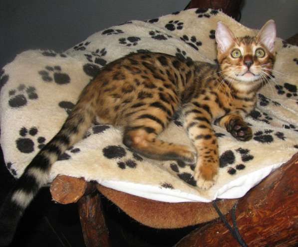 Бенгальский котенок розетка на золоте в фото 3