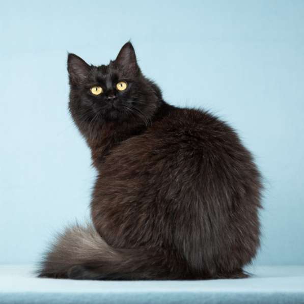 Тучка - пушистая молоденькая черная кошка в Москве